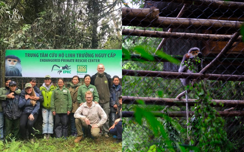 Protezione e cura dei primati a rischio di estinzione nel cuore del parco