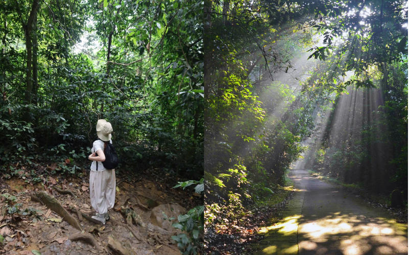 Sentiero nella foresta di Cuc Phuong durante la stagione secca_ il momento ideale per esplorare
