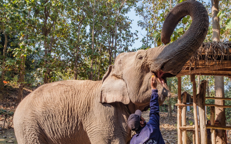 Les éléphants au Mekong Elephant Park près de Pakbeng