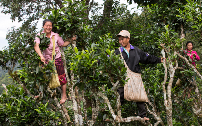 Plantations de thé centenaires à Ban Komaen, Phongsaly, Laos