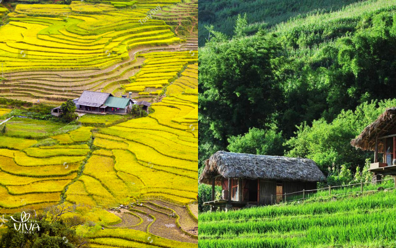 Golden rice terraces in Ta Van Village during the harvest season
