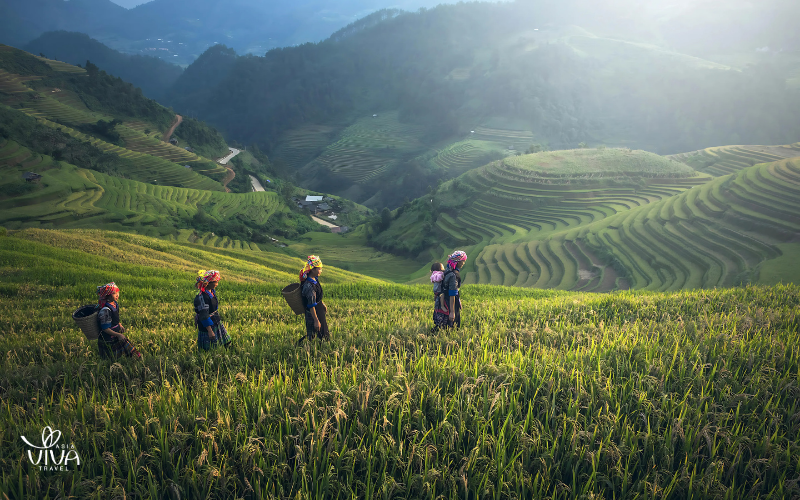 Local farmers tending to the rice fields — a daily rhythm of the highlands
