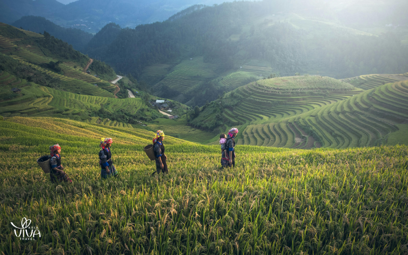 Local farmers tending to the rice fields — a daily rhythm of the highlands