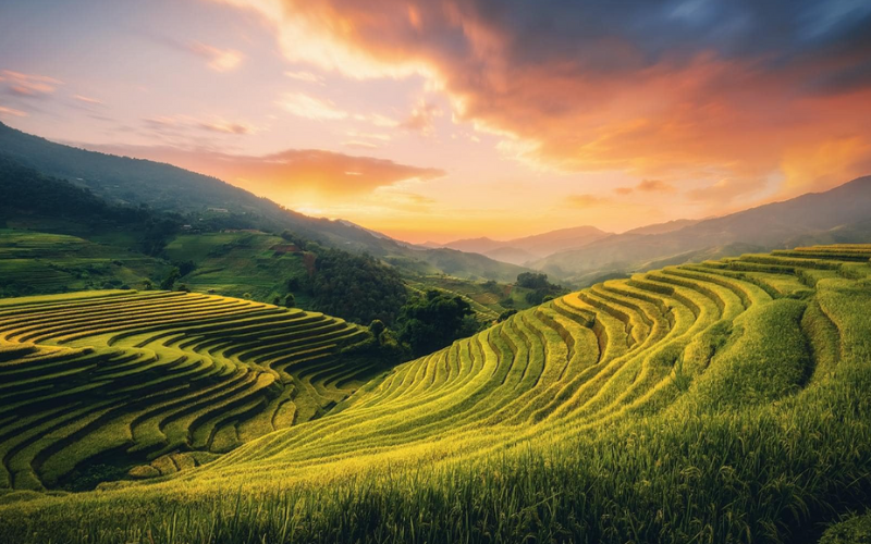  Vue panoramique des rizières du Vietnam