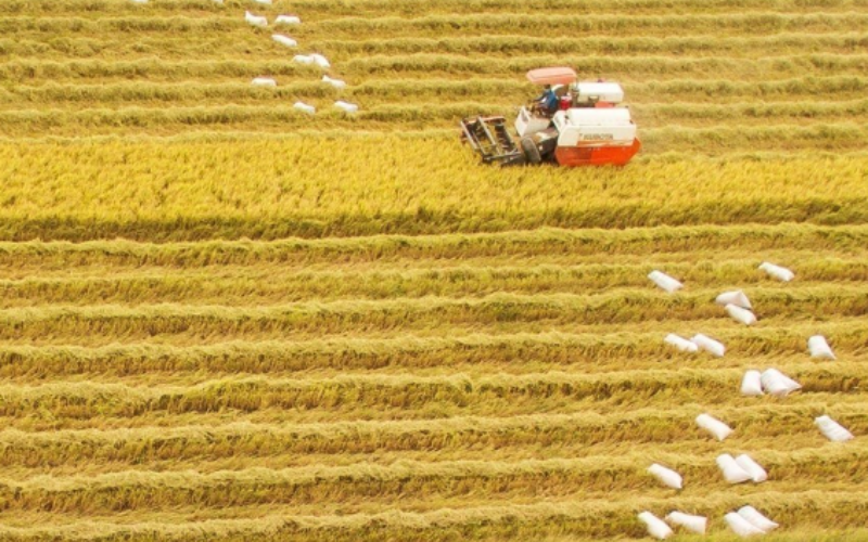 rizieres-delta-du-mekong
