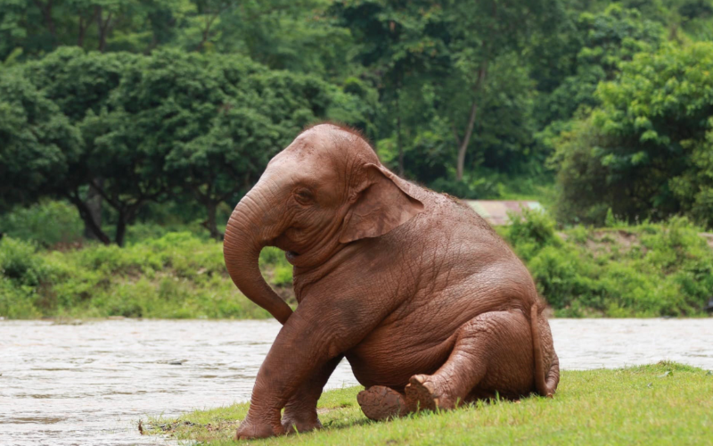 Elephant Nature Park