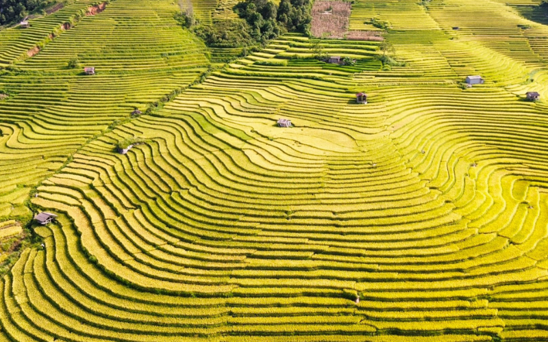 rizieres-hoang-su-phi