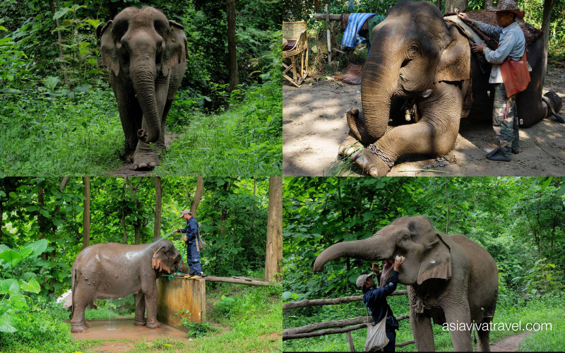 Ethical elephant encounters in Pakbeng