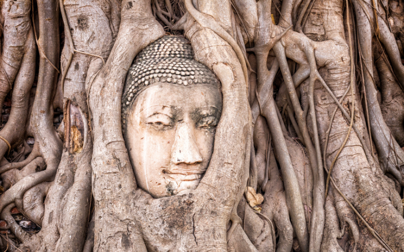 Tête de Bouddha dans les racines d’un arbre au Wat Mahathat