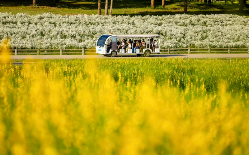 Champs fleuris et collines verdoyantes du Singha Park à Chiang Rai