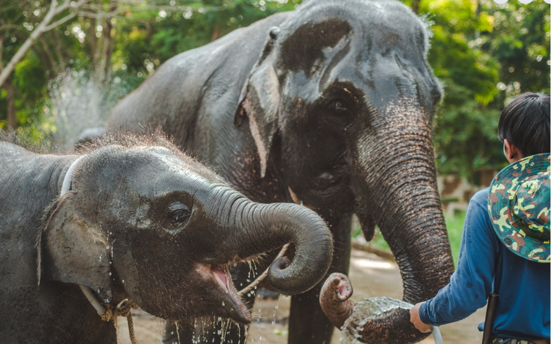 Sanctuaire éléphants Krabi Thaïlande éthique