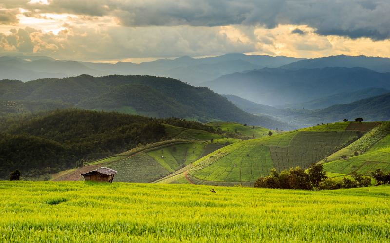 Paysages montagneux et rizières verdoyantes autour de Chiang Rai