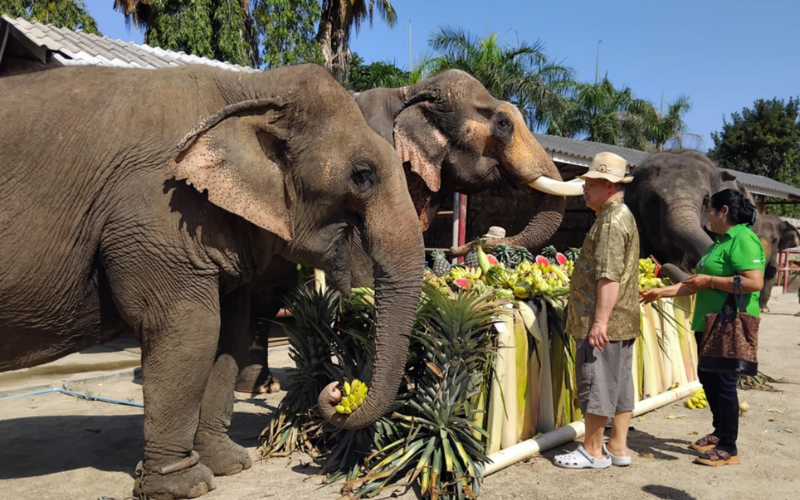 Voyageur nourrissant un éléphant à la fondation Hutsadin Hua Hin