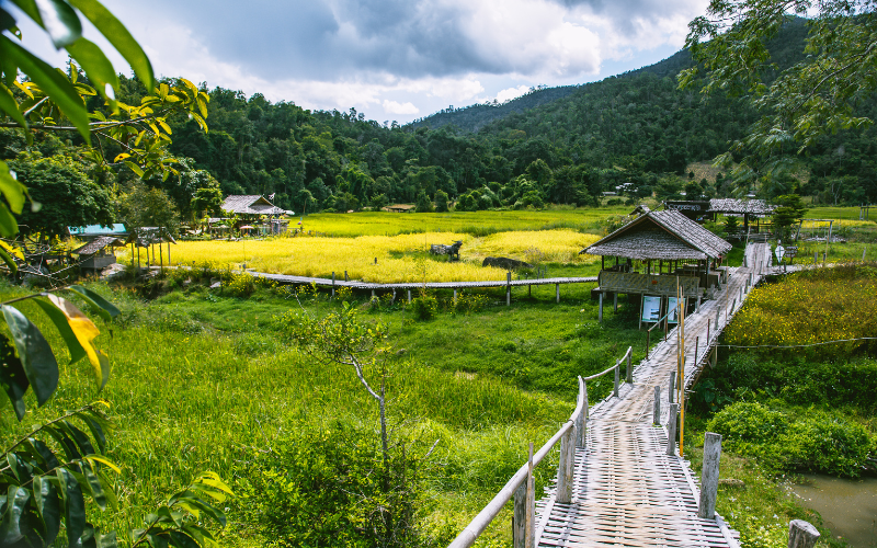 Météo Pai Thaïlande saison sèche rizières