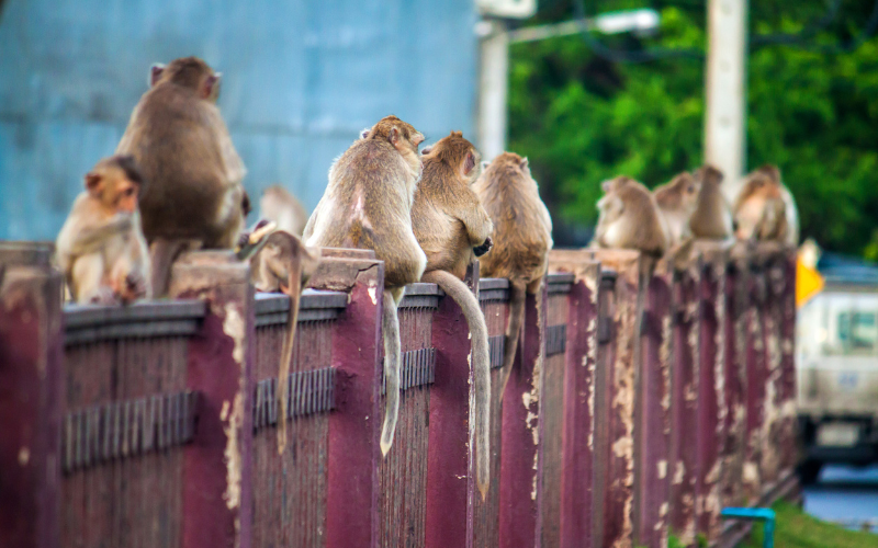 Singes dans les rues de Lopburi en Thaïlande