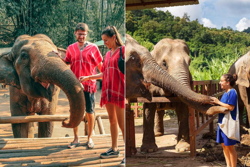 Ethical Elephant Sanctuary in Chiang mai