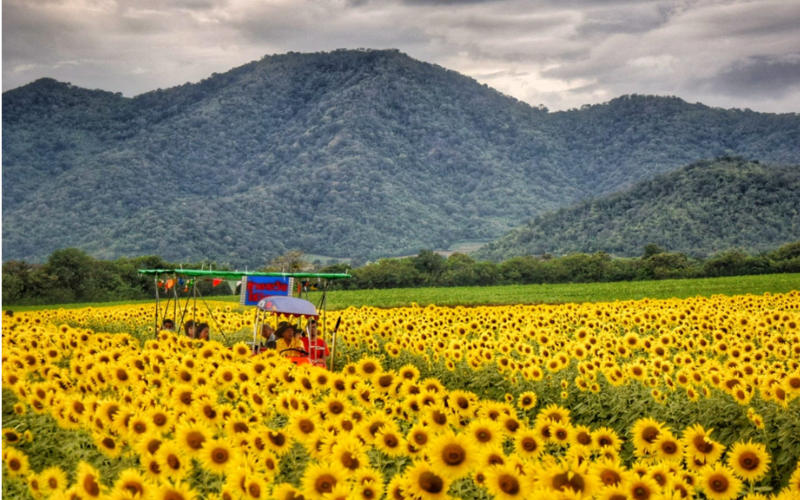 Champs de tournesols de Khao Chin Lae près de Lopburi