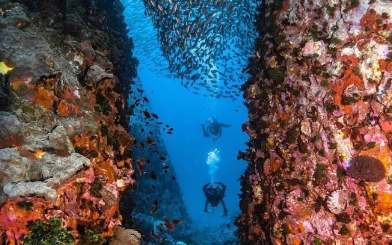 chumphon pinnacle koh tao plongee